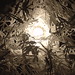 Pam Light Photo 26