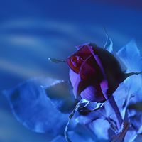 Billy Mcclendon Photo 10