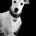 Janet Wicks Photo 11