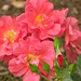 Rose Mayo Photo 32