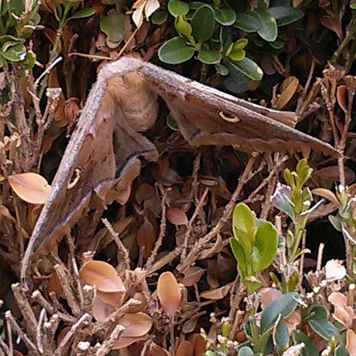 Michael Seguin Photo 15