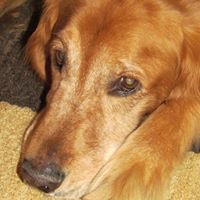 Pamela Ransom Photo 11