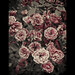 Rose Vidal Photo 23