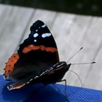 Theresa Collins Photo 20