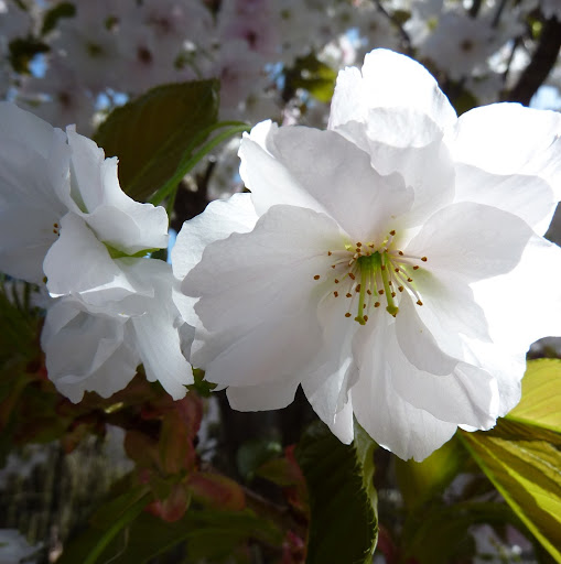 Frances Bell Photo 25