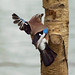 Jay Carr Photo 12