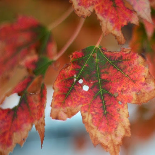 Rebecca Andersen Photo 9