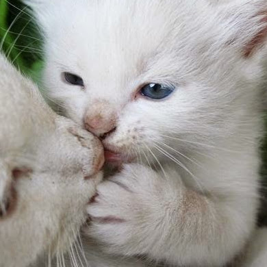 Nancy Cintron Photo 19