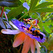 Carol Stauffer Photo 22