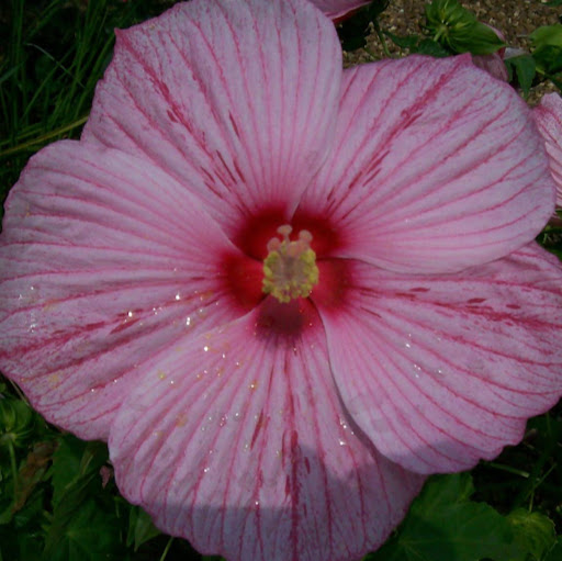 Sherry Wilkins Photo 10