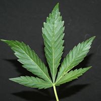 Stephen Price Photo 43