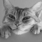 Melanie Greene Photo 11