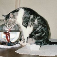 Gregory Daniels Photo 28