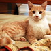 Cat Johnson Photo 27