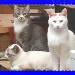 Paulina Ortiz Photo 14