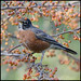 Robin Heinz Photo 5