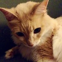 Diana Herrera Photo 29