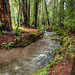 Kathy Muir Photo 28
