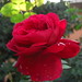David Braithwaite Photo 27