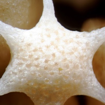 Albert Marcus Photo 24