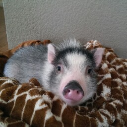 Ian Andersen Photo 30