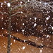 Nancy Snow Photo 23
