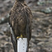 Claude Hawk Photo 7