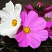 Patricia Flowers Photo 23