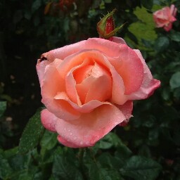 Diana Jacobs Photo 20