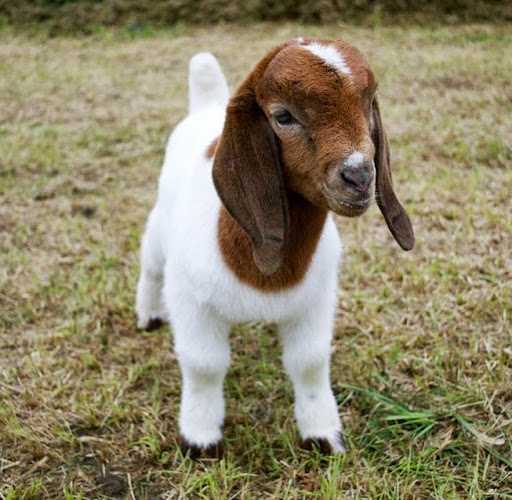 Susan Richman Photo 19