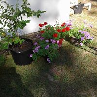 Jerry Dumont Photo 8