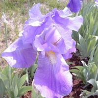 Suzanne Bunker Photo 6