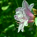 Ray Flora Photo 17