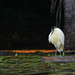 Geron Bird Photo 6
