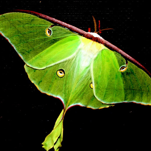 Donna Gates Photo 20