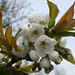 Susan Raye Photo 11