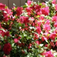 Consuelo Vargas Photo 36