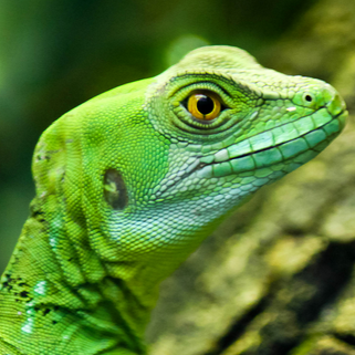 Thomas Macdonald Photo 17