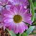 Marguerite Rose Photo 25