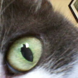 Michael Lyon Photo 21