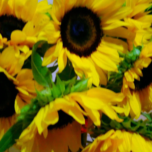 Carole Magee Photo 7