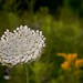Anne Bloom Photo 9