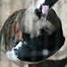 Tracy Bird Photo 20