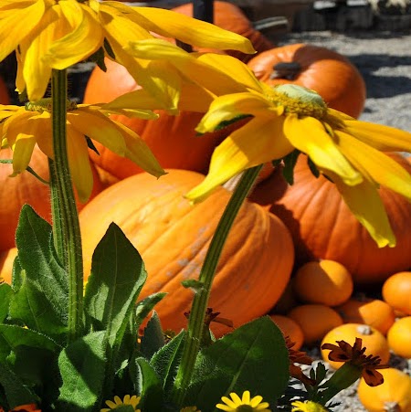 Penny Riddle Photo 30