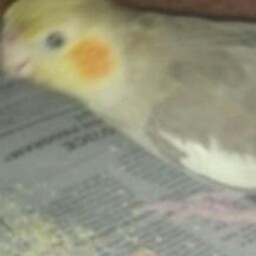 Diana Herman Photo 21