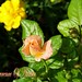 Lawrence Rose Photo 13