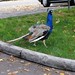 Michelle Peacock Photo 41