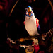 Donald Parrot Photo 4