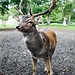 Bobbie Deer Photo 5