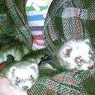 Robin Bruce Photo 23